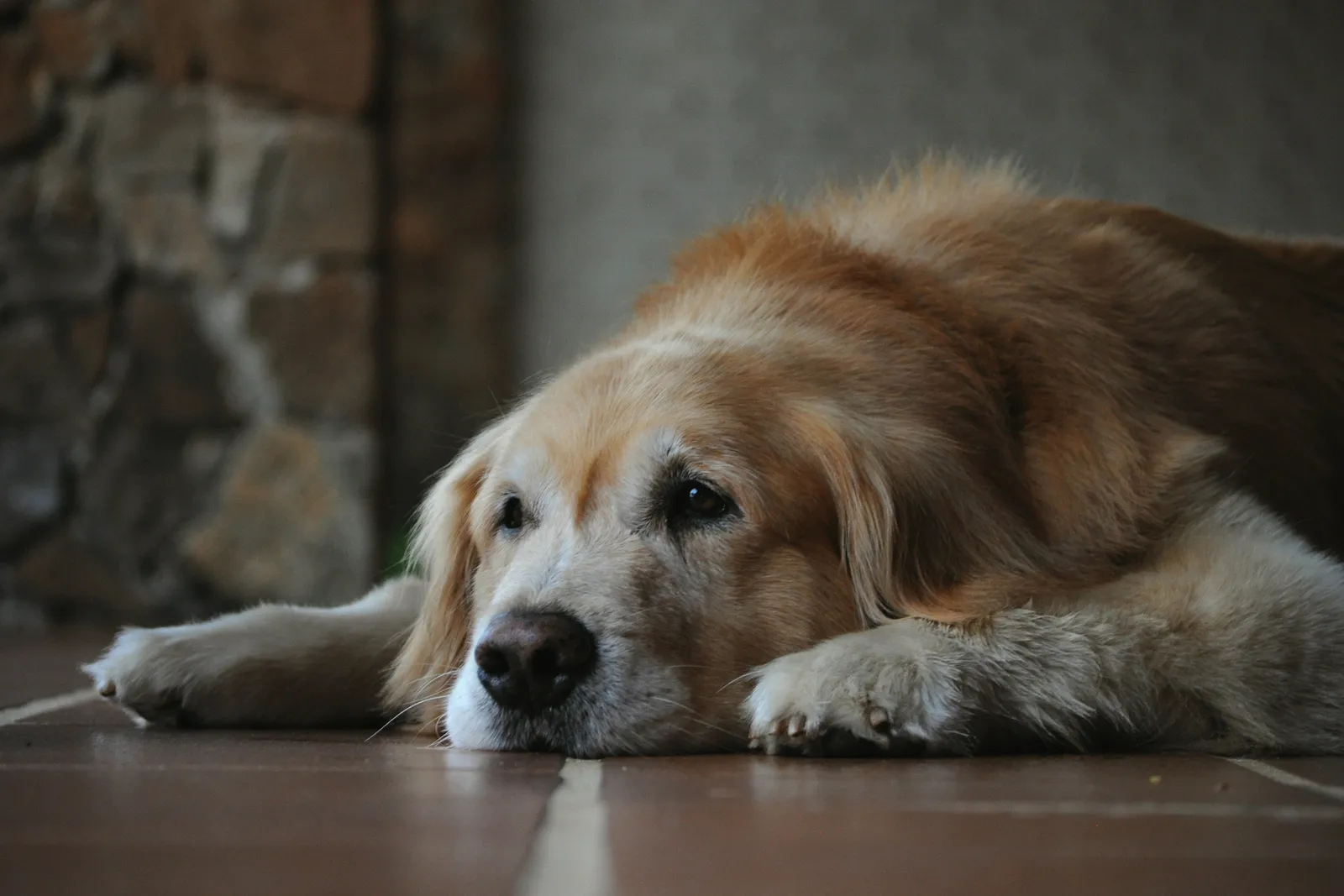 Is Your Senior Dog Slowing Down? The Role of Omega-3 in Mobility