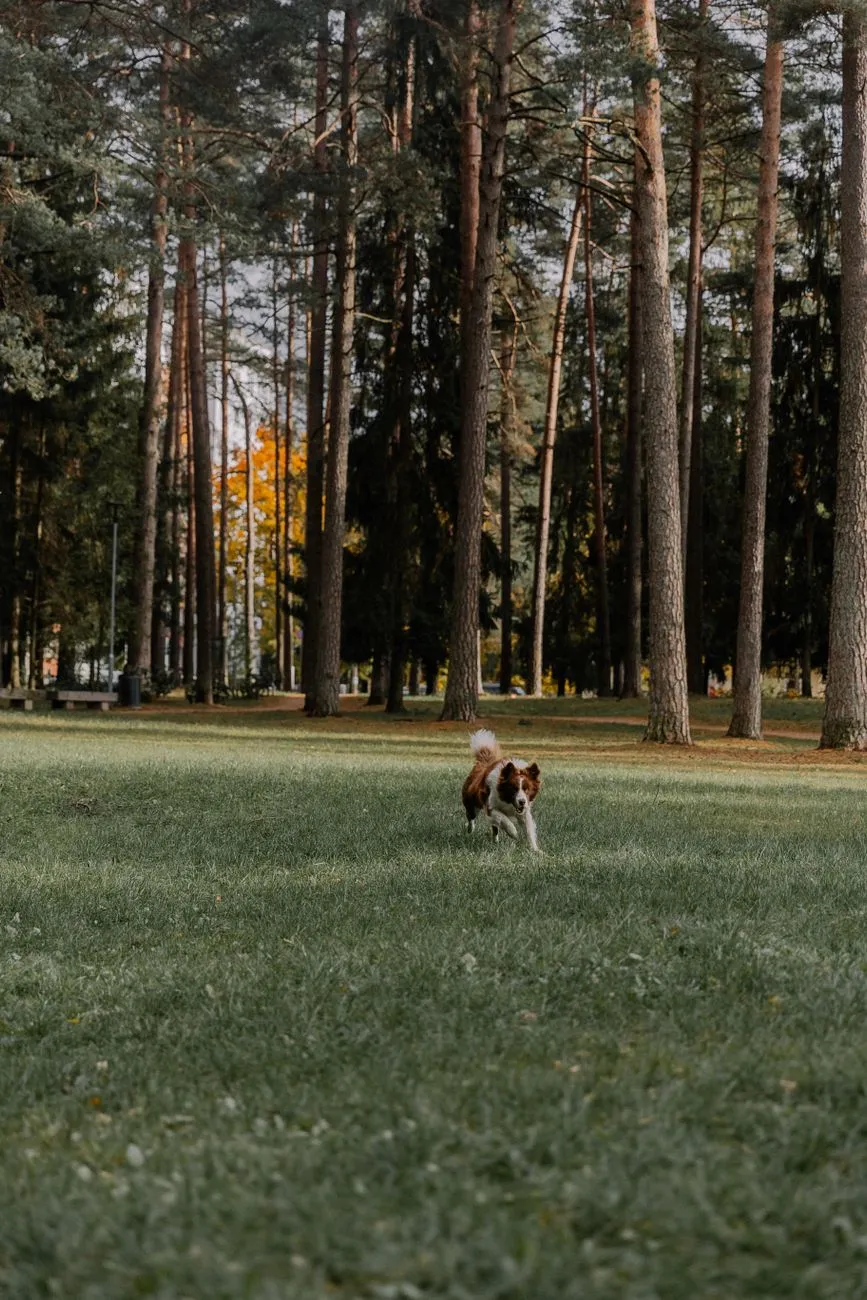 Energetic dog running outdoors on a grass field