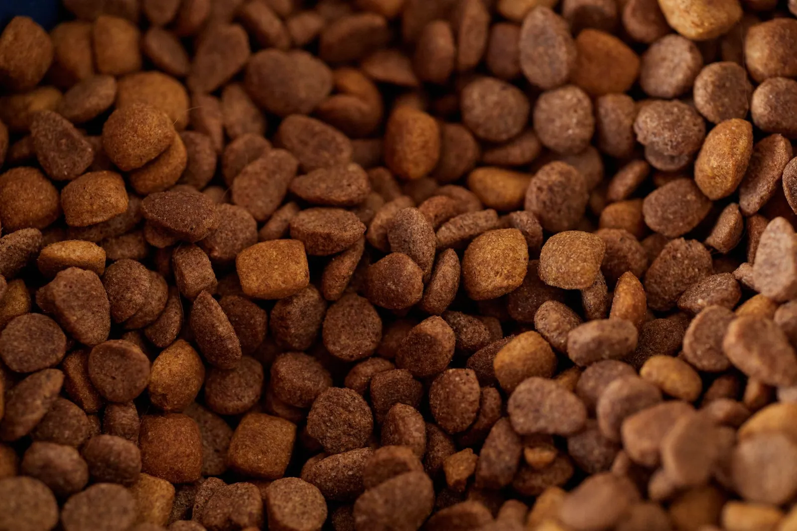 Dry kibble and wet dog food portions side by side on a counter