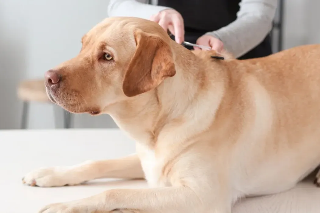 Labrador Grooming 101: Coat Care and Maintenance