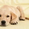 Labrador Puppy Care: Tips for Raising a Happy and Healthy Pup