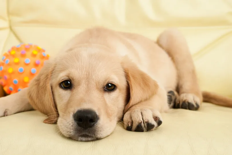Labrador Puppy Care: Tips for Raising a Happy and Healthy Pup