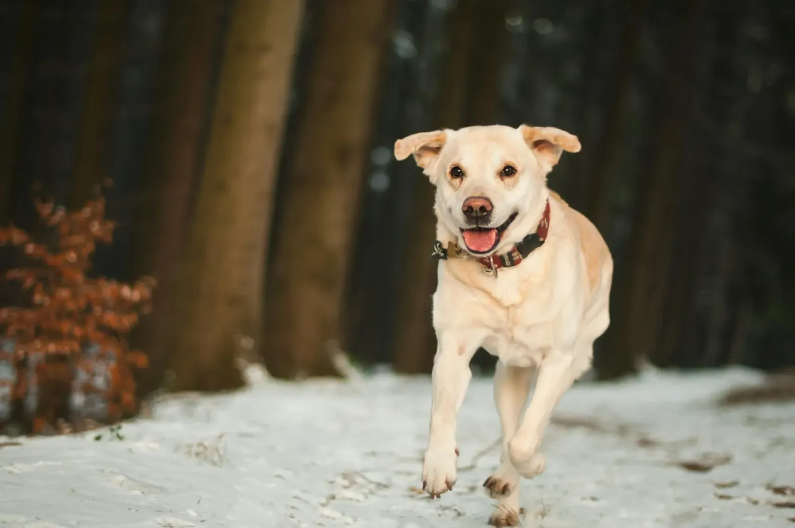 Yellow Labrador running through snow in a forest, tongue out