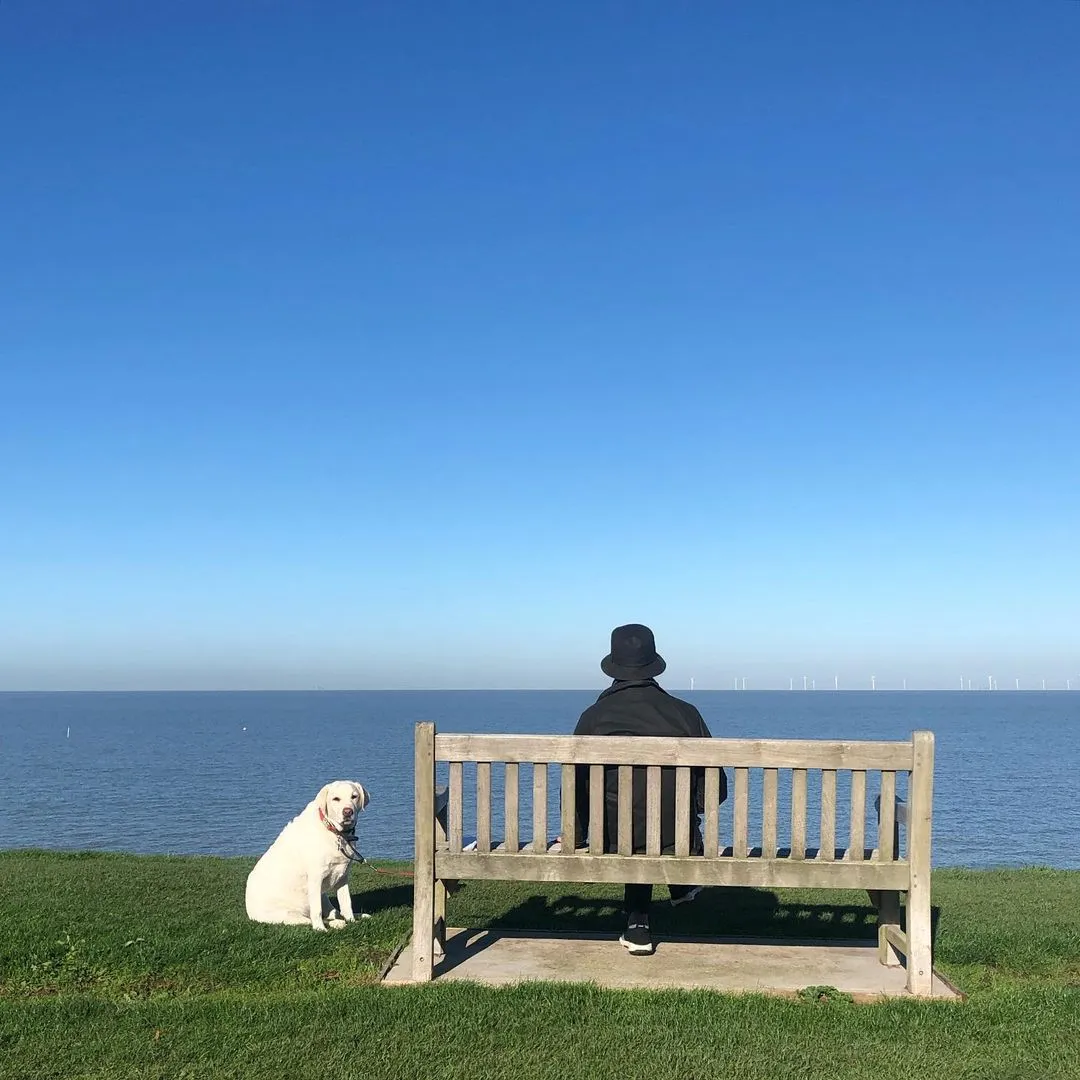 Cream Labrador sitting beside a person on a bench facing the sea