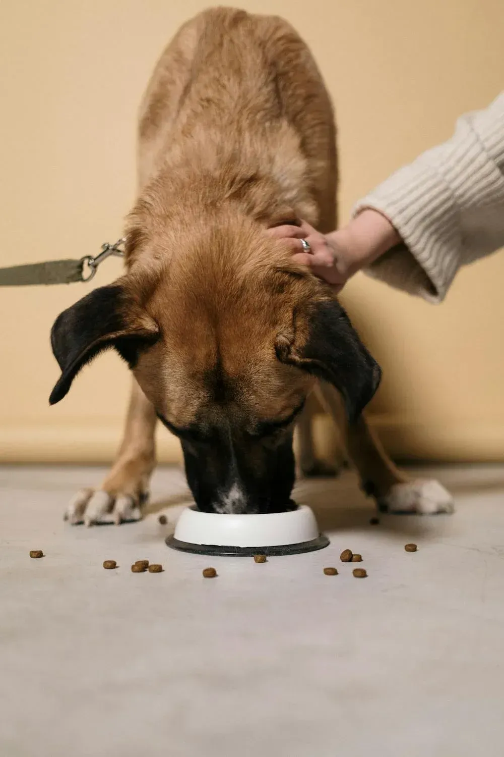 Dog eating kibble from a bowl while a person pets its head