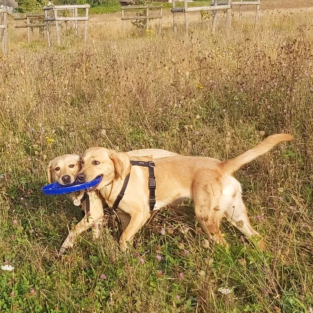 Two tan dogs walking through tall grass sharing a blue frisbee