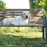 Labrador Retriever Breed Guide: Temperament, Diet, & More