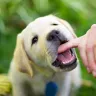 Labrador Retrievers and Kids: A Perfect Family Dog?