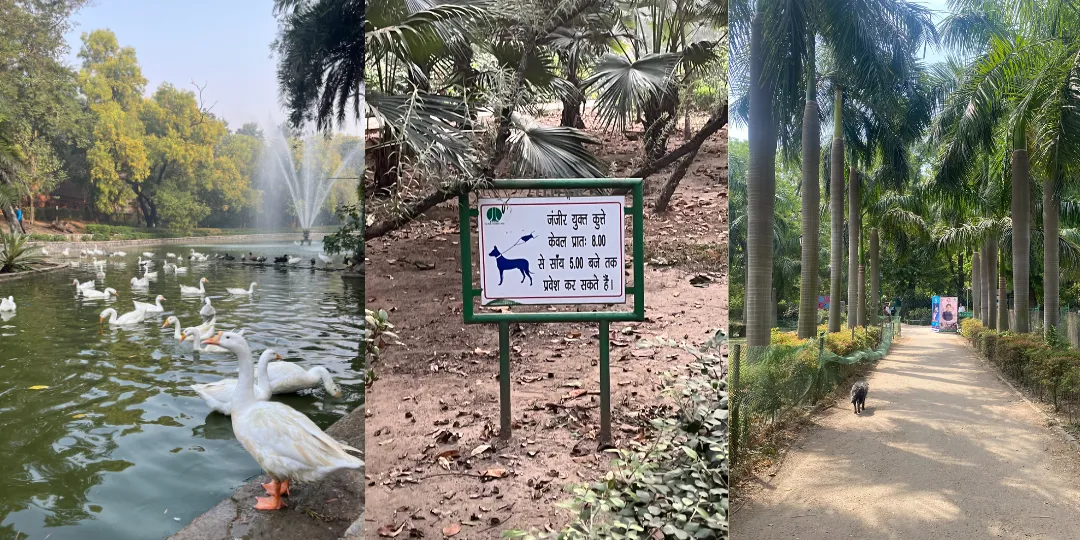 Three photos at Lodhi Garden: duck pond with fountain, a dog-timing signboard, a palm-lined path