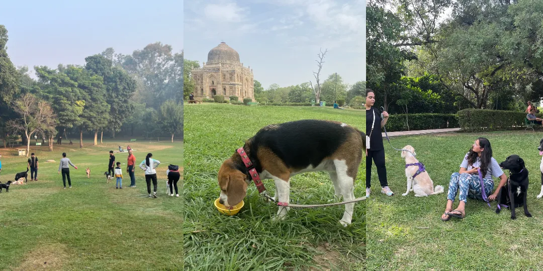 Three photos of dogs and pet parents at Lodhi Garden: on the lawn, near a monument, seated on grass