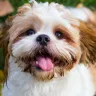 My Shih Tzu is a picky eater?