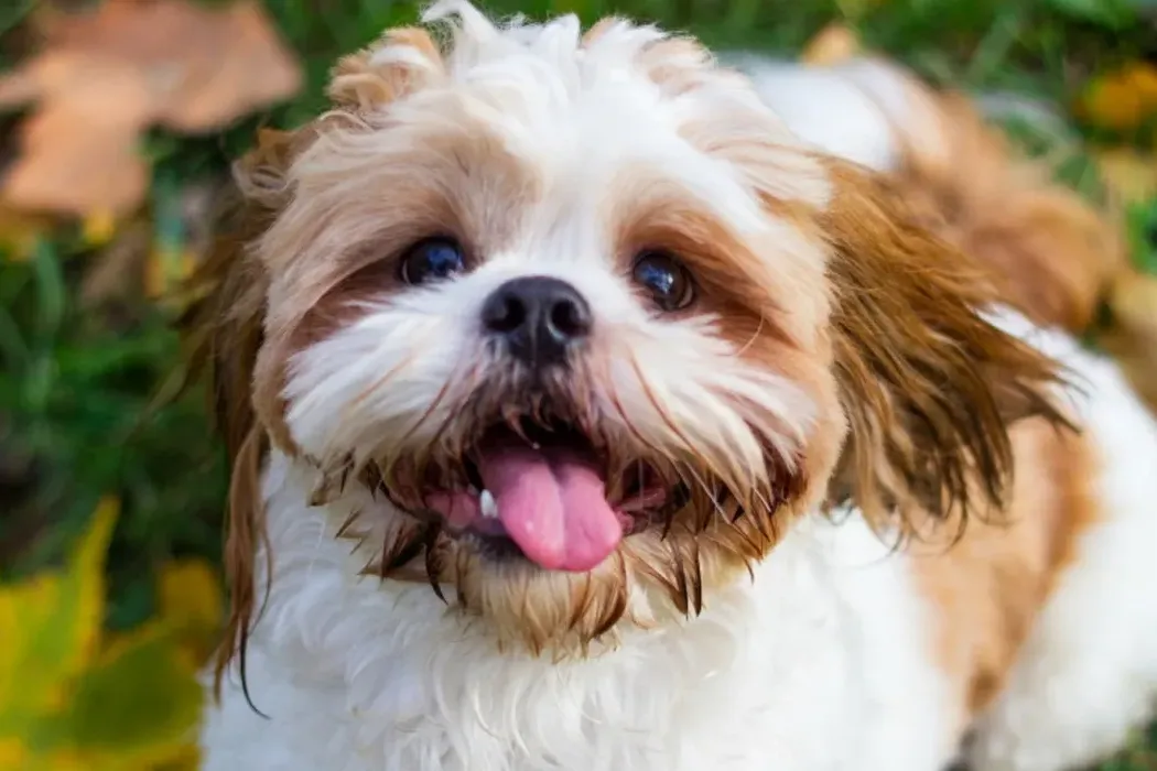 My Shih Tzu is a picky eater?