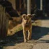 Nutrition for Indie Dogs: Meeting the Dietary Needs of Indian Pariah Breeds