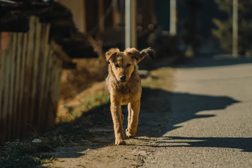Nutrition for Indie Dogs: Meeting the Dietary Needs of Indian Pariah Breeds
