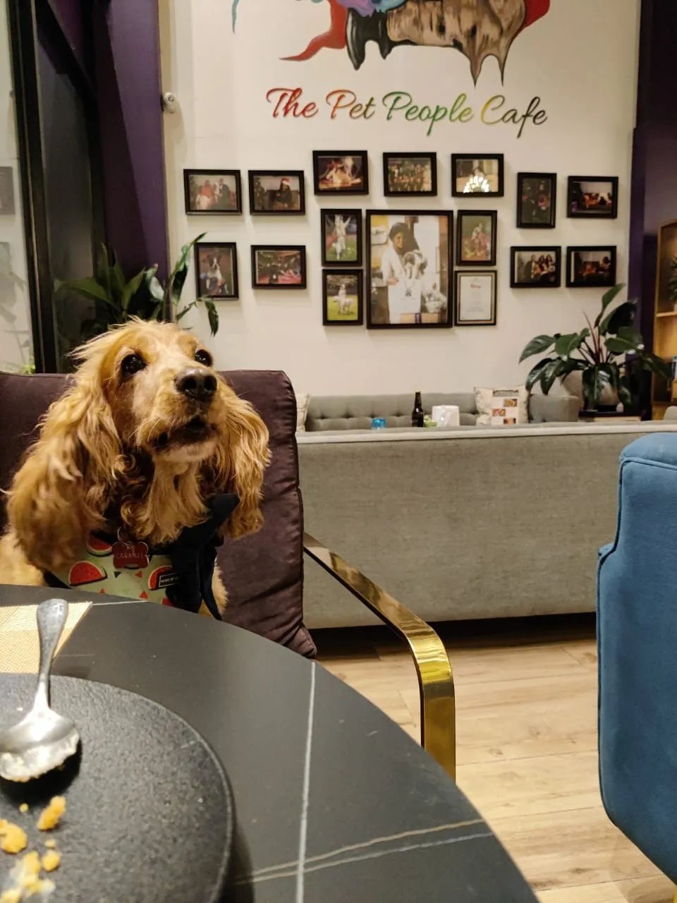 Cocker spaniel sitting at a table inside The Pet People Cafe