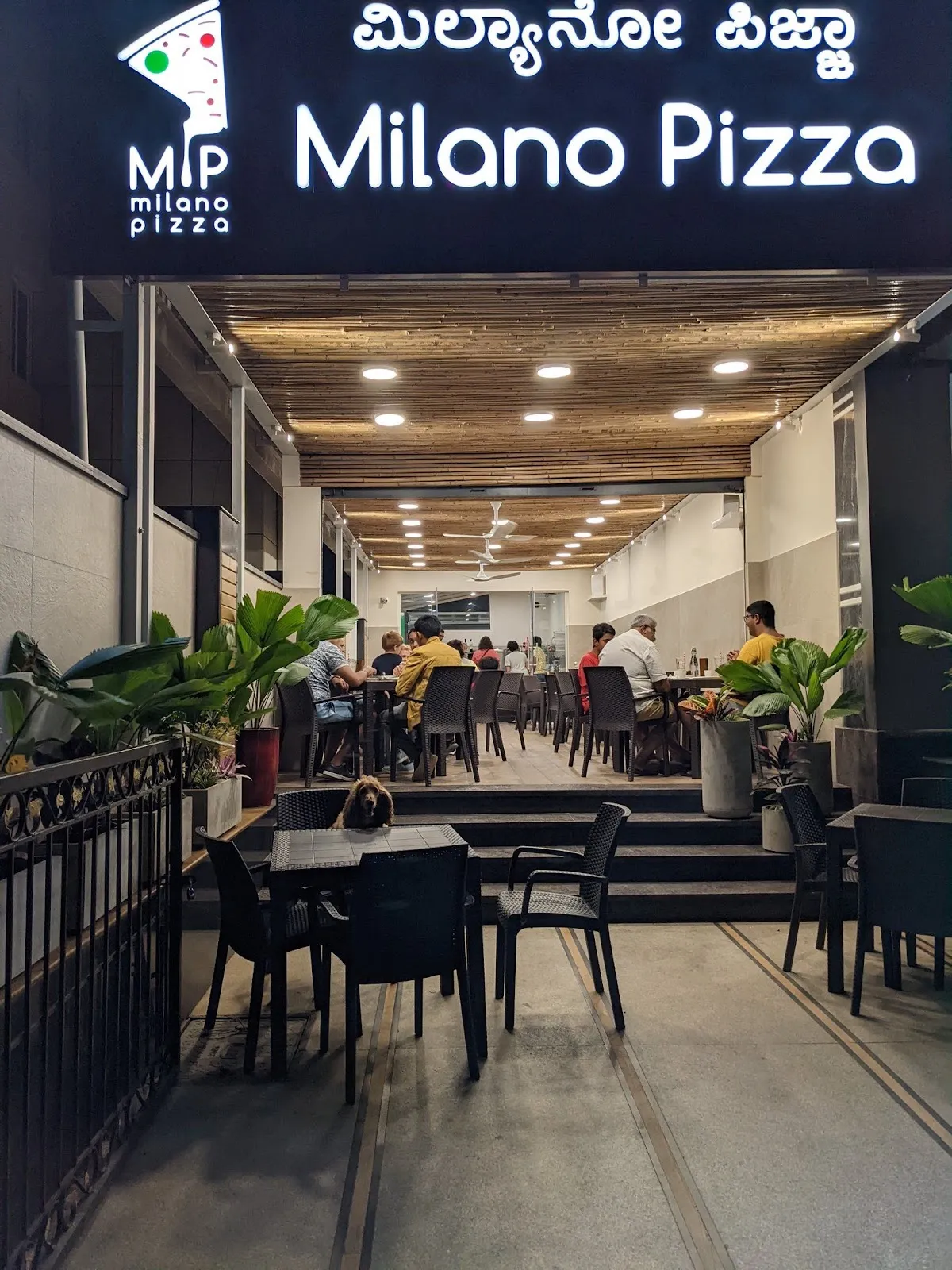 Curly-coated dog at an outdoor table beneath the Milano Pizza sign