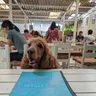 8 Best Dog Friendly Cafes in Bangalore for a Relaxed Evening