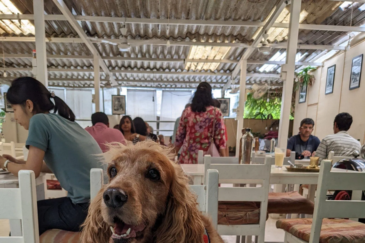 8 Best Dog Friendly Cafes in Bangalore for a Relaxed Evening