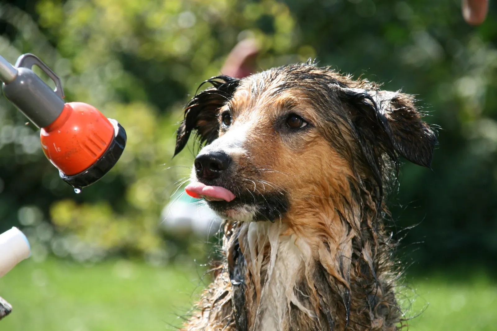 Wet dog standing in a home shower during bath time
