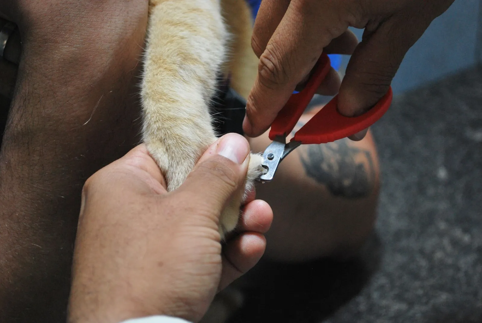 Owner carefully trimming a dogs nails at home