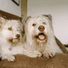 Pet Grooming at Home: A Practical Guide for Dog Parents in India