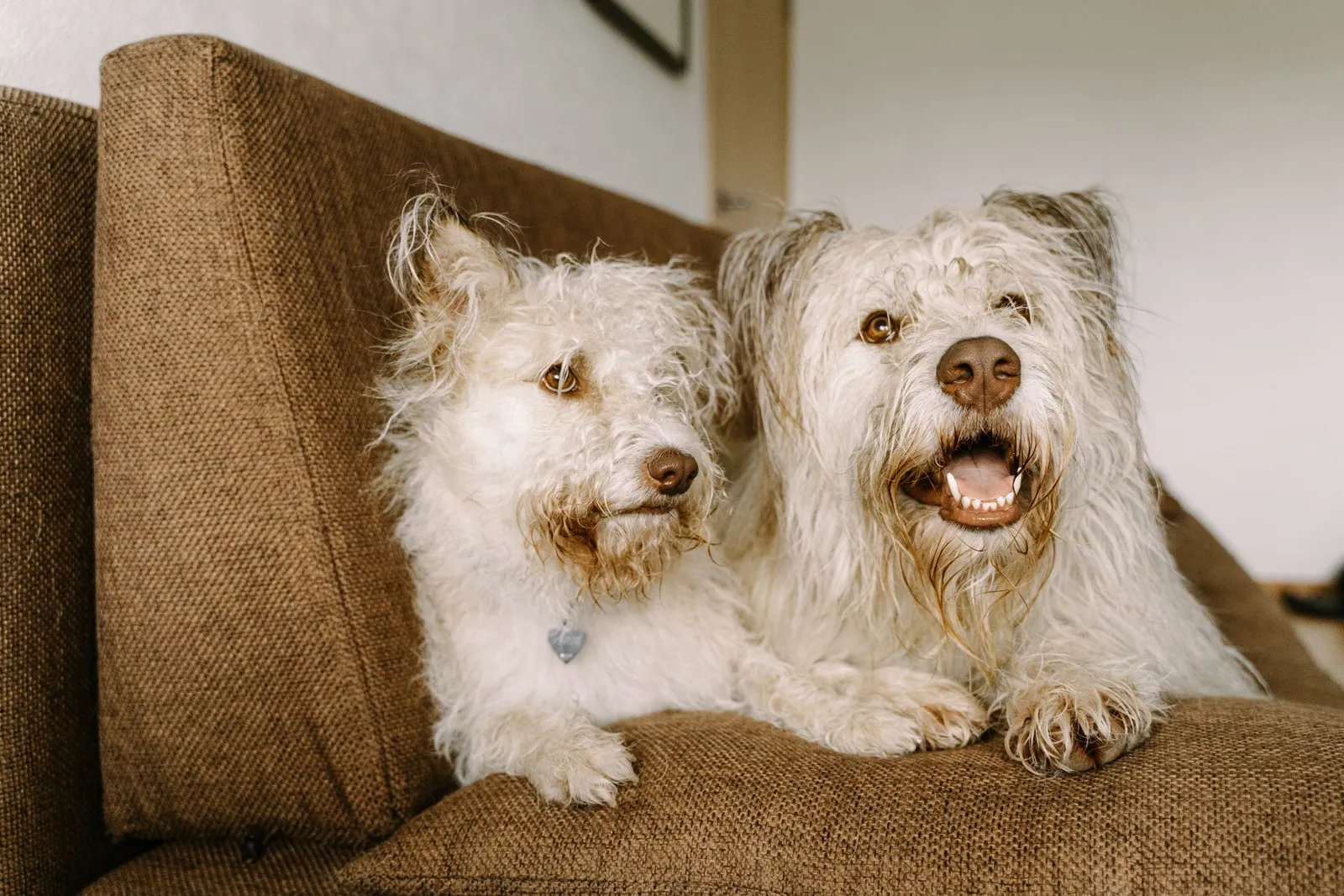 Pet Grooming at Home: A Practical Guide for Dog Parents in India