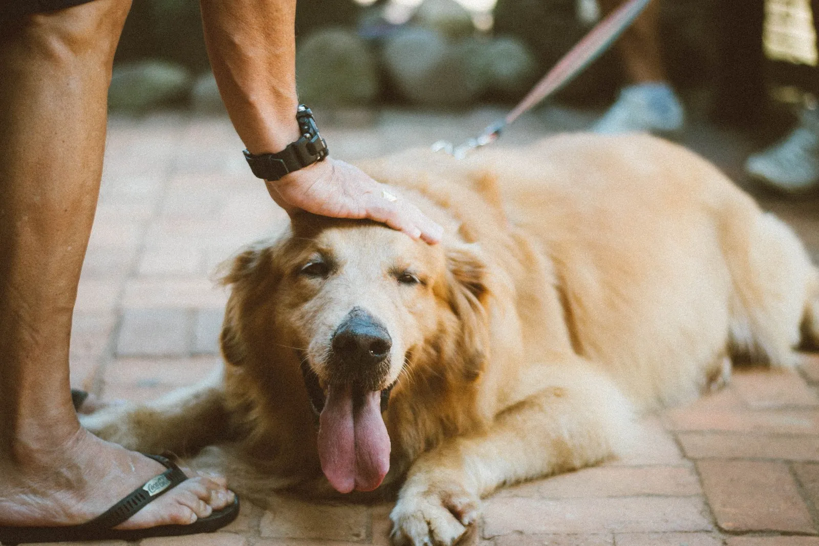 Owner brushing a golden retriever on the sofa during home grooming