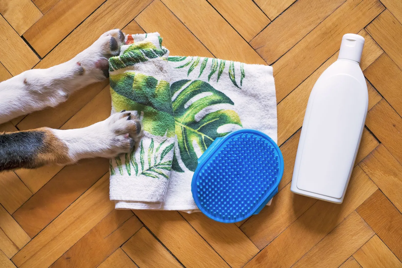 Dog grooming brushes and pet shampoo laid out on a table
