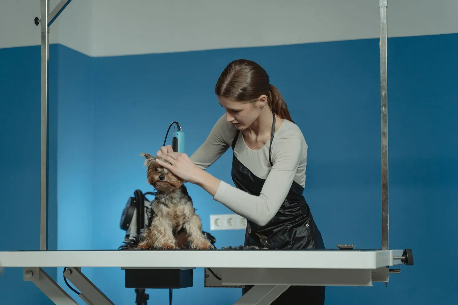 Professional groomer trimming a dog during a home visit