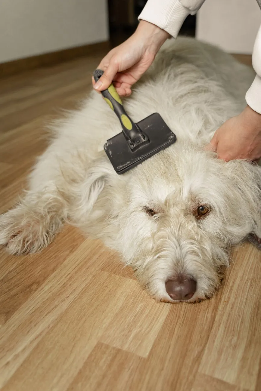 Small dog staying calm during grooming in a familiar home setting