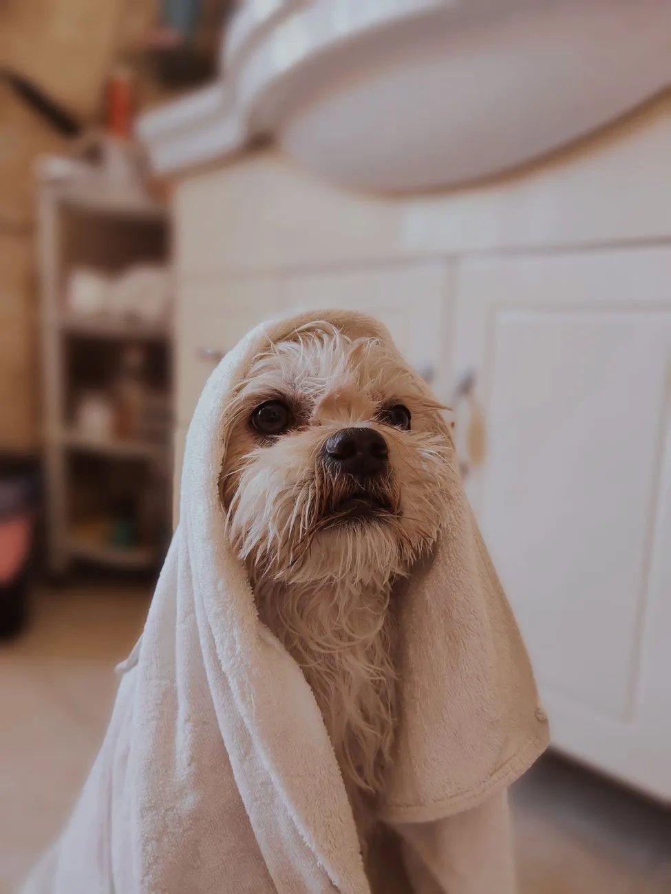 Towels and non-slip mat ready for a dog bath at home