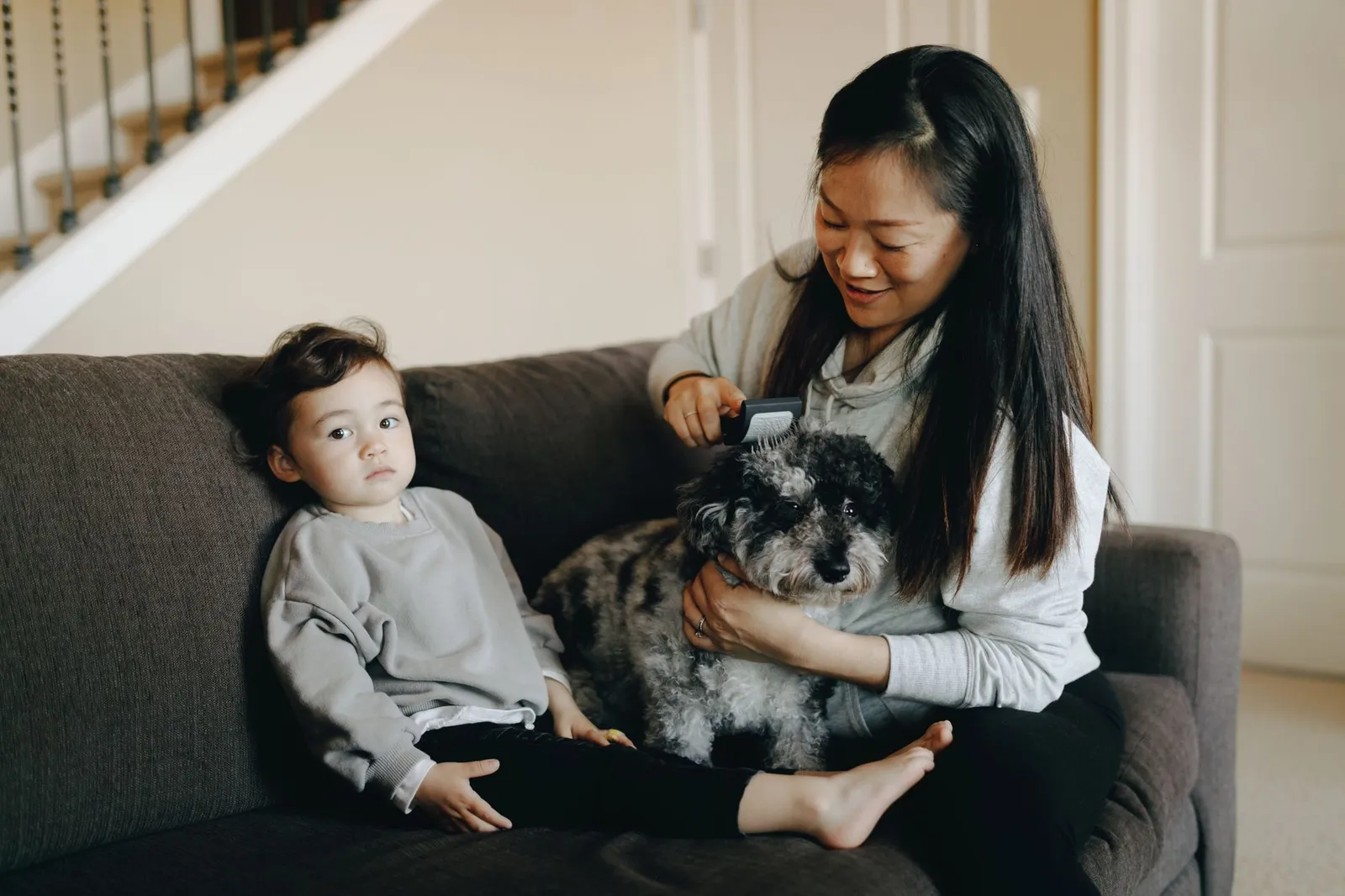 Dog parent combing a dog on the sofa in an apartment living room