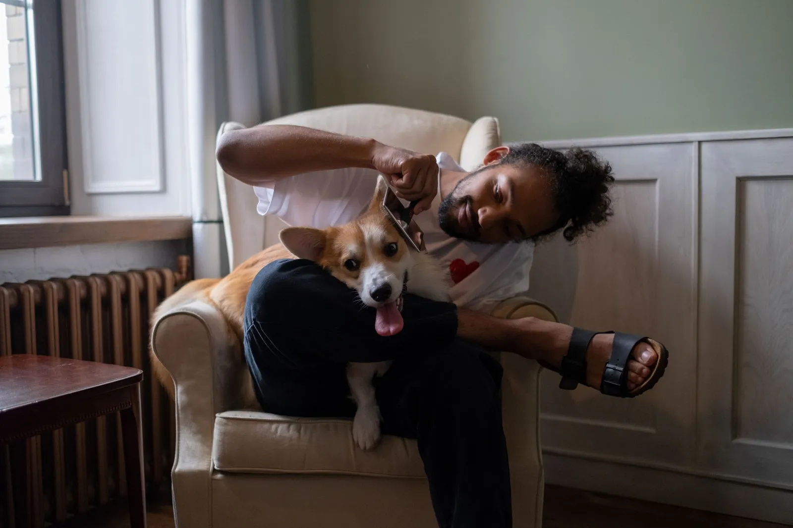 Dog parent brushing a corgi on the sofa during a calm home grooming session