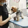 Pet Grooming Near Me: How to Find a Trusted Groomer in India