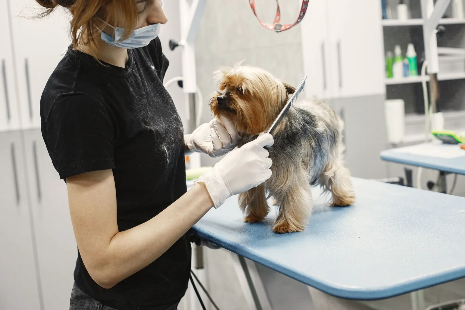 Pet Grooming Near Me: How to Find a Trusted Groomer in India
