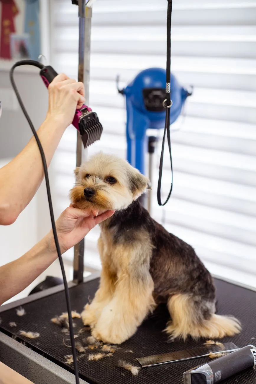 Yorkshire terrier receiving a professional grooming session on a grooming table