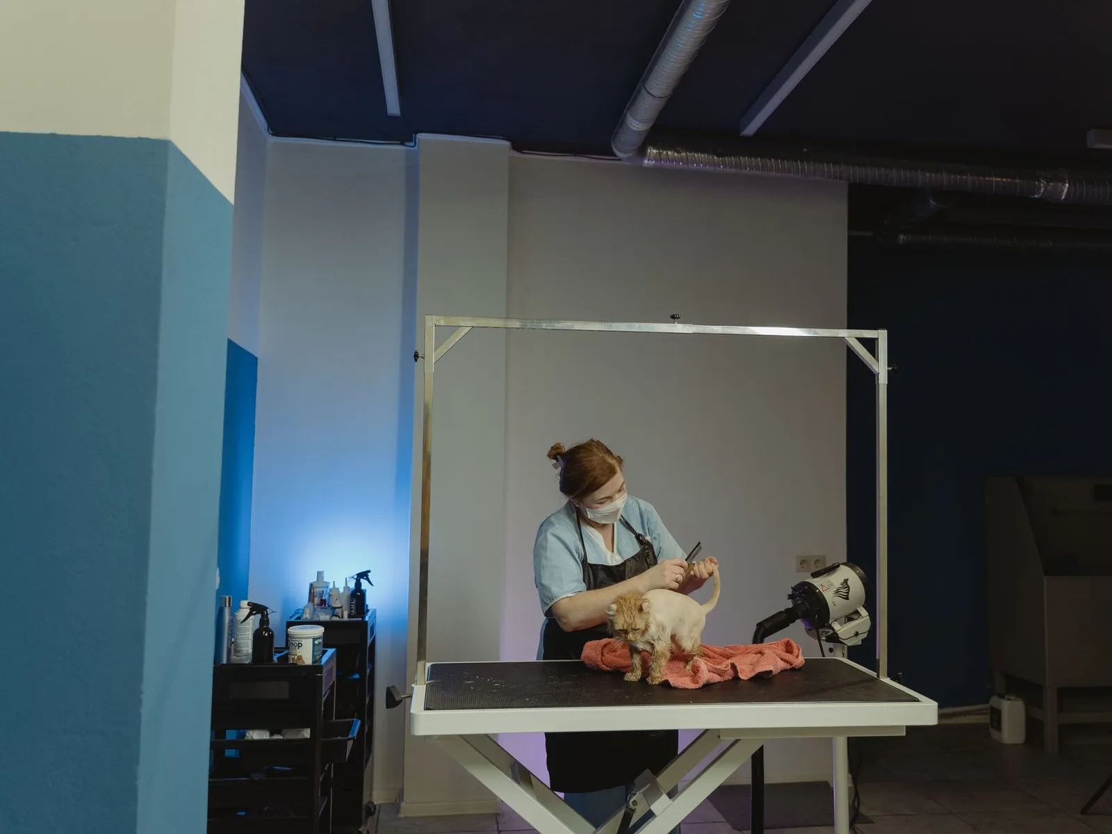 Professional pet grooming tools laid out on a clean table
