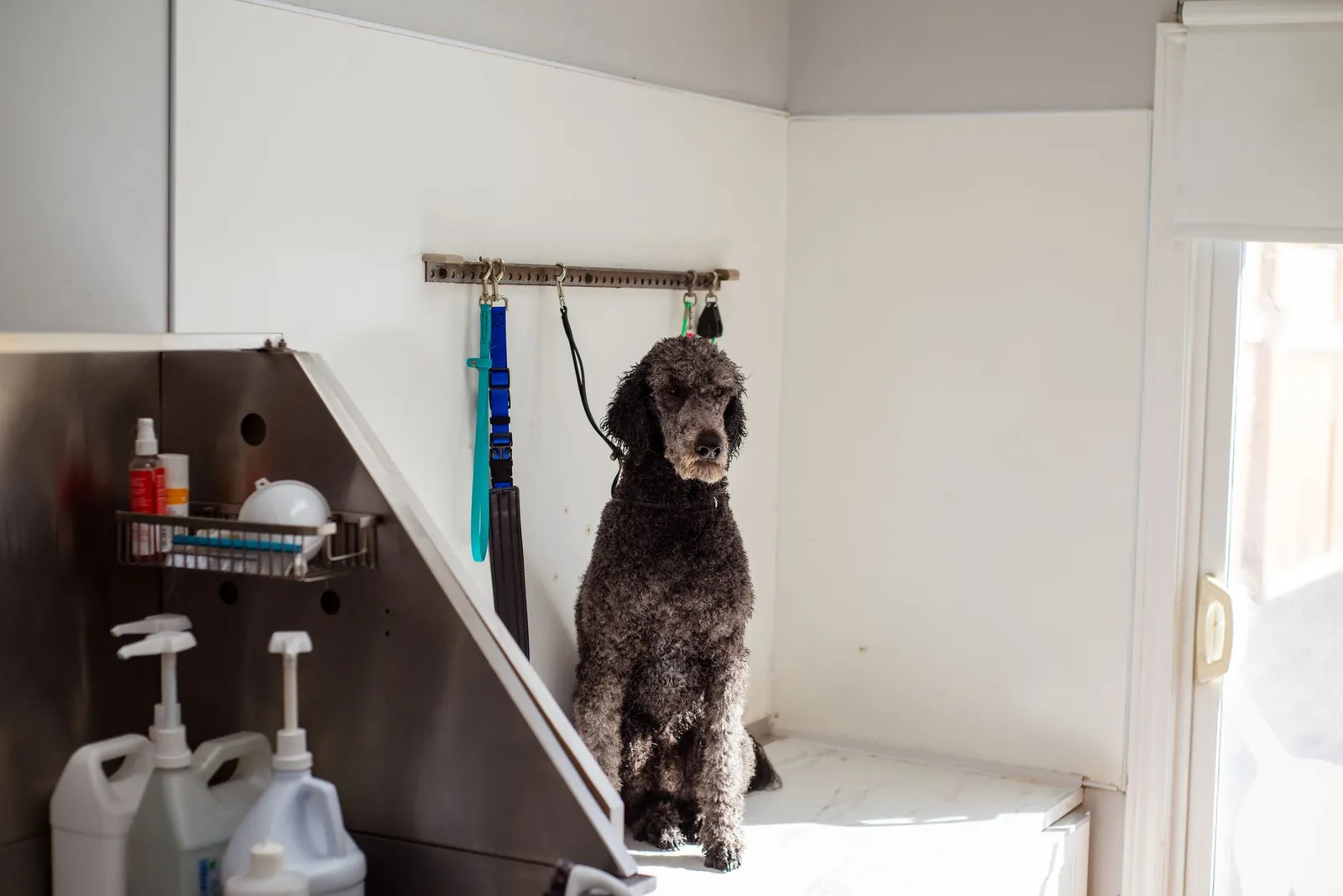 Interior of a pet grooming salon with grooming stations