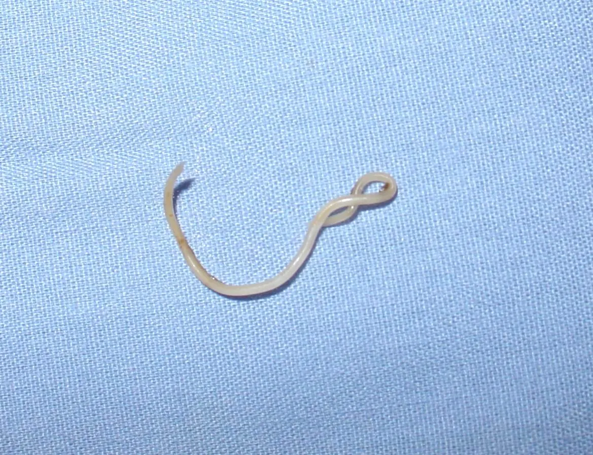 Pale roundworm curled in a loop shape on a light blue cloth surface