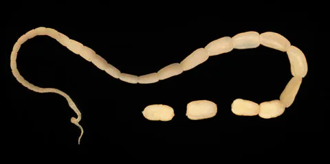 Chain of small tapeworm segments resembling rice grains on a black background