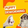 Puppy Deworming: Schedule and First-Time Experience