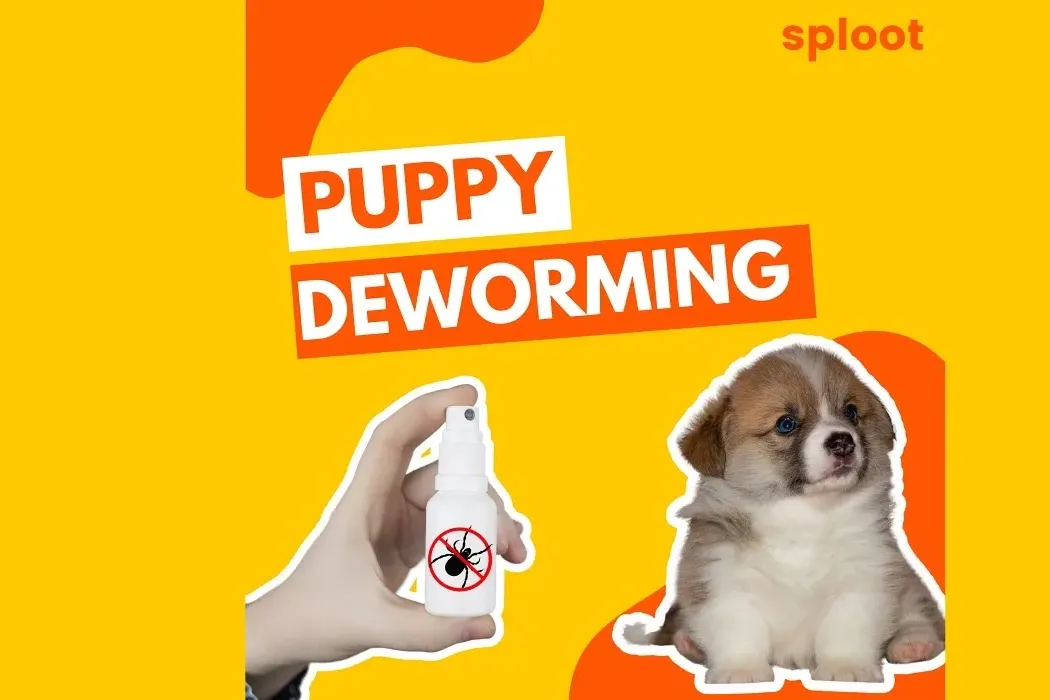 Puppy Deworming: Schedule and First-Time Experience