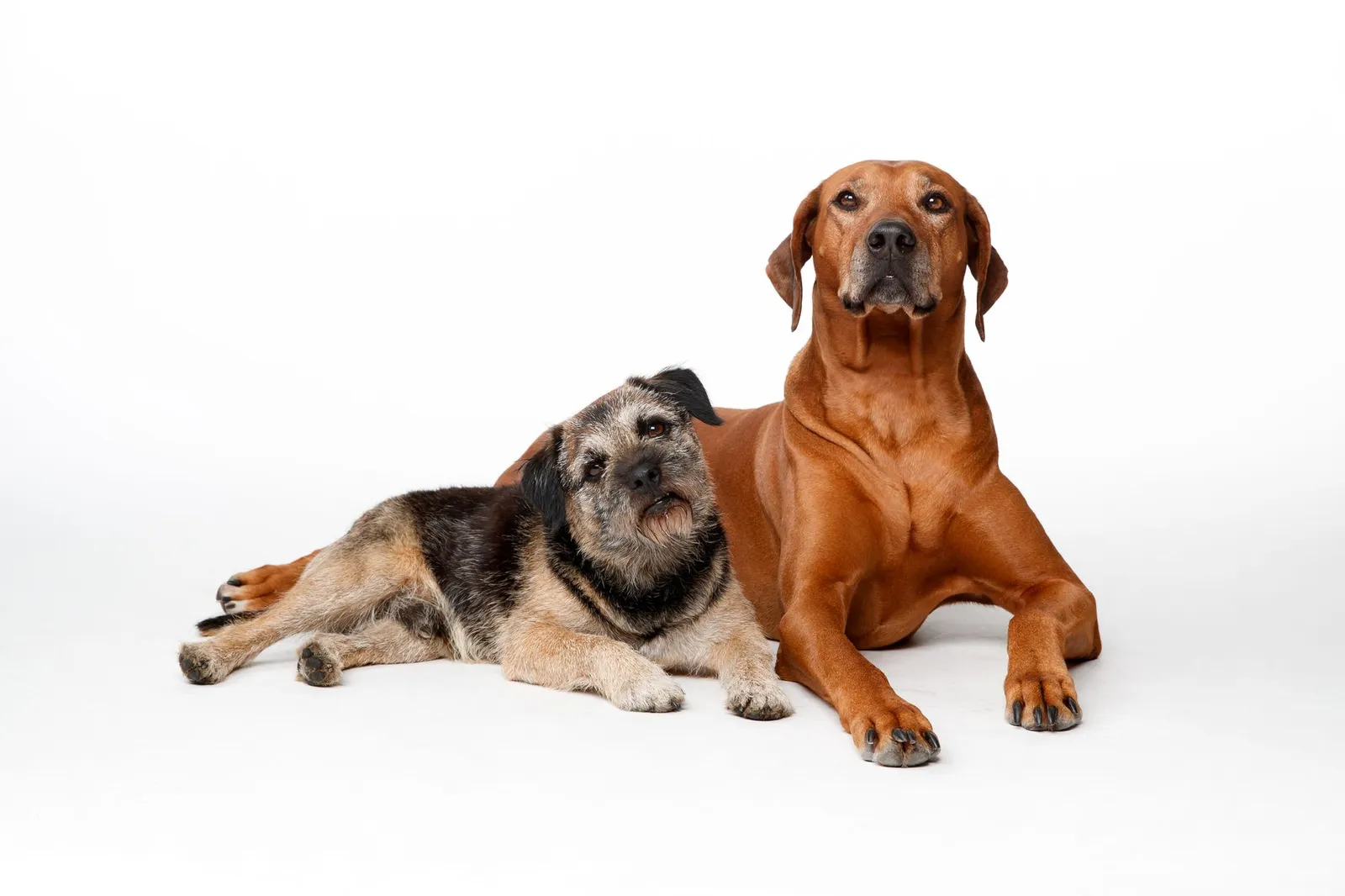 Large breed puppy and small breed puppy side by side indoors