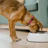 Puppy Dog Food: What to Feed, How Often, and When to Switch