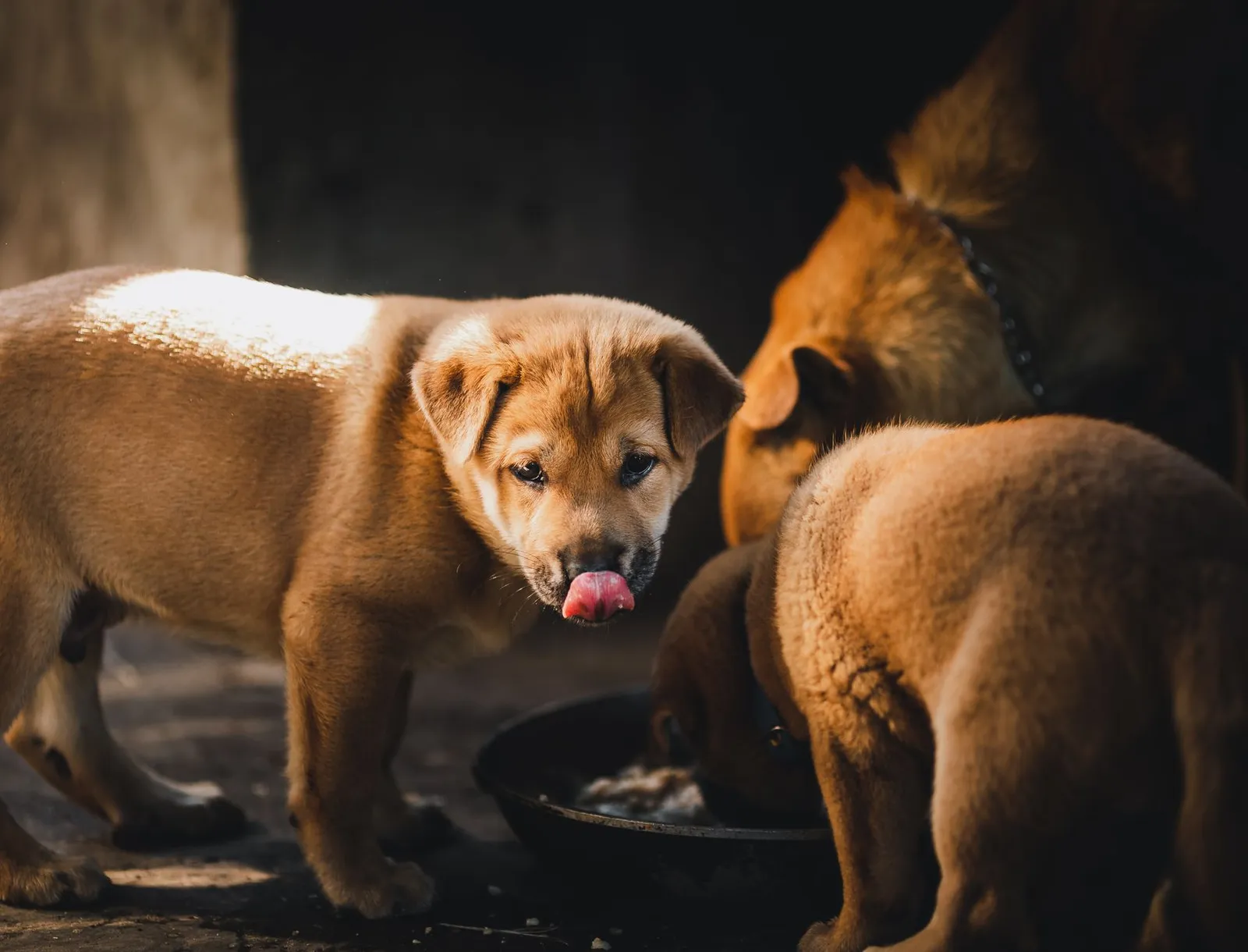 Young dog eating from a bowl during a food transition at home