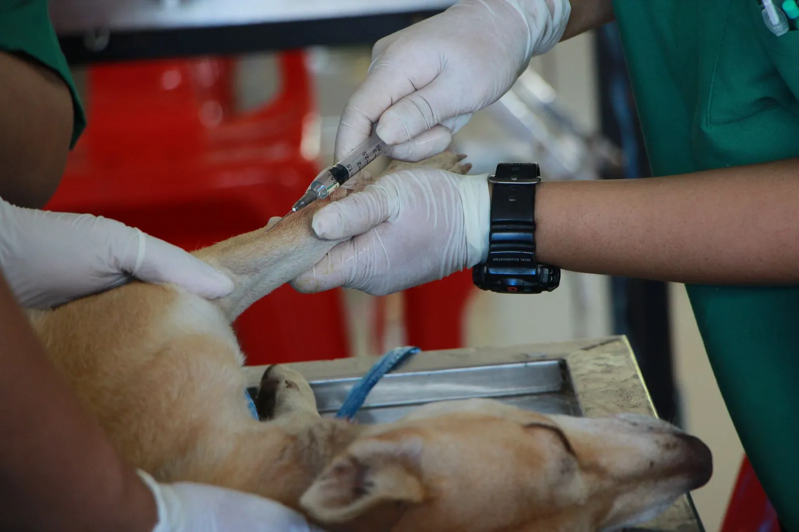 Can I Give My Dog Rabies Vaccine at Home — Vet Required