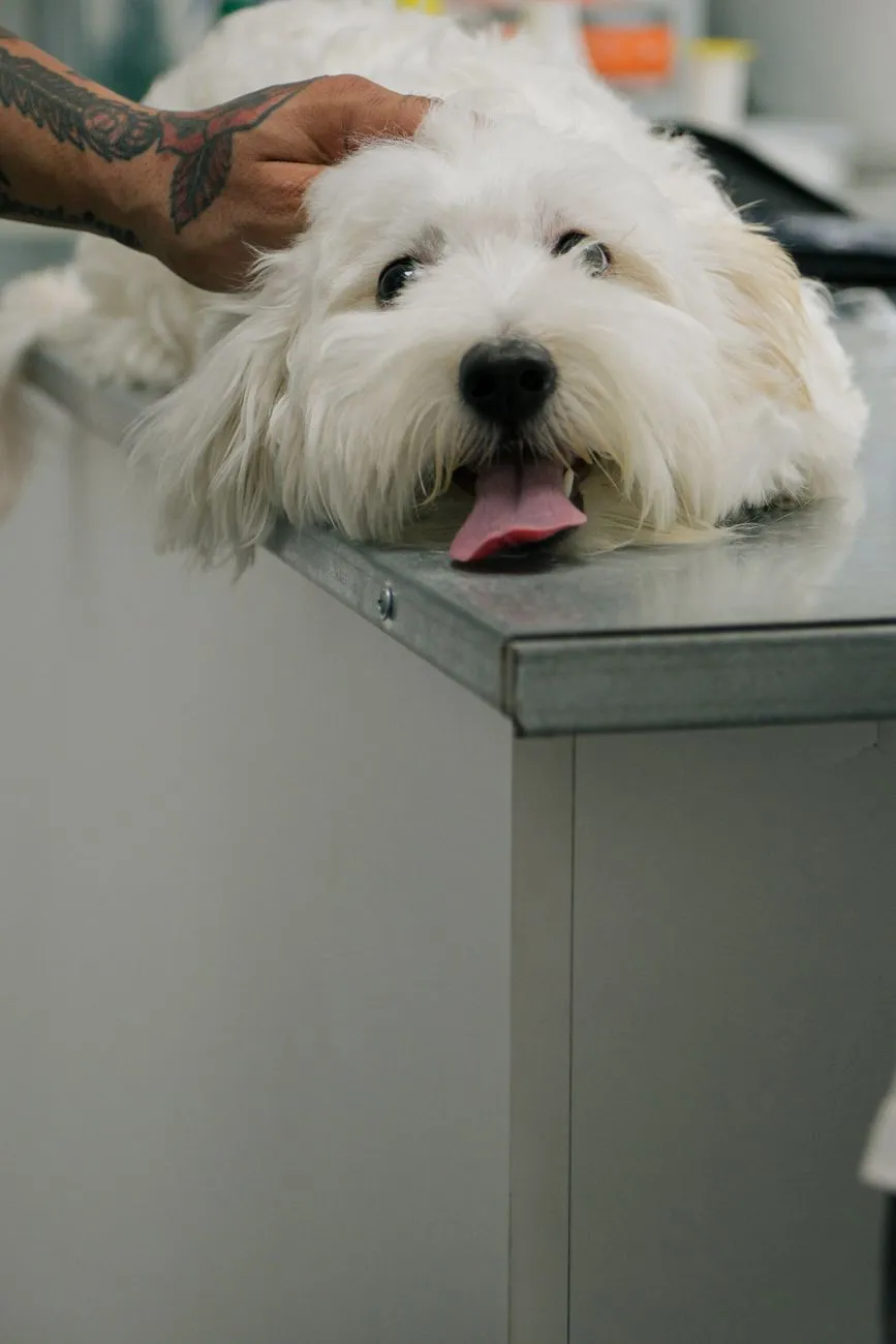 Dog resting quietly after a veterinary appointment
