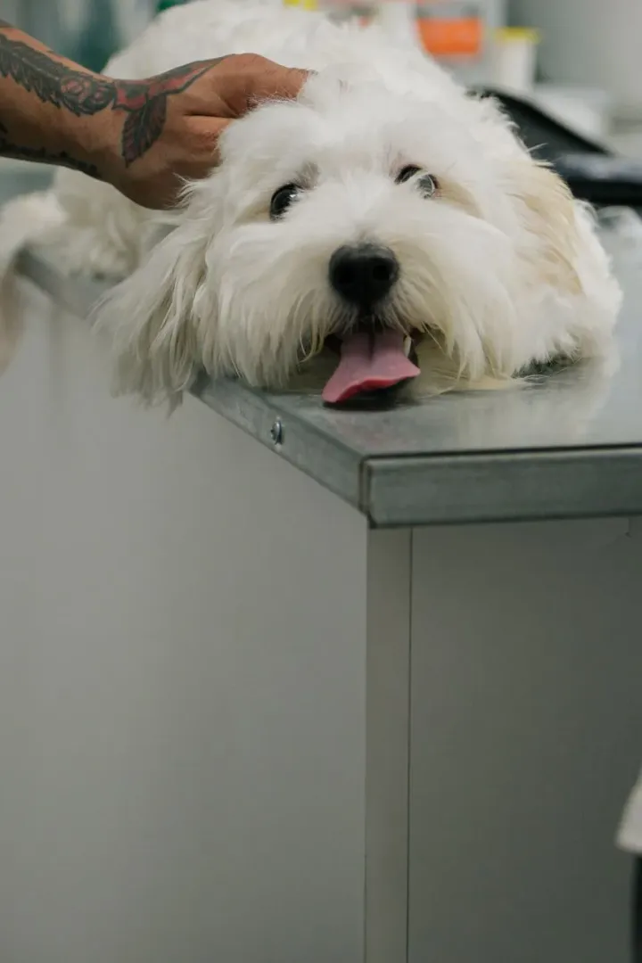 Dog resting quietly after a veterinary appointment