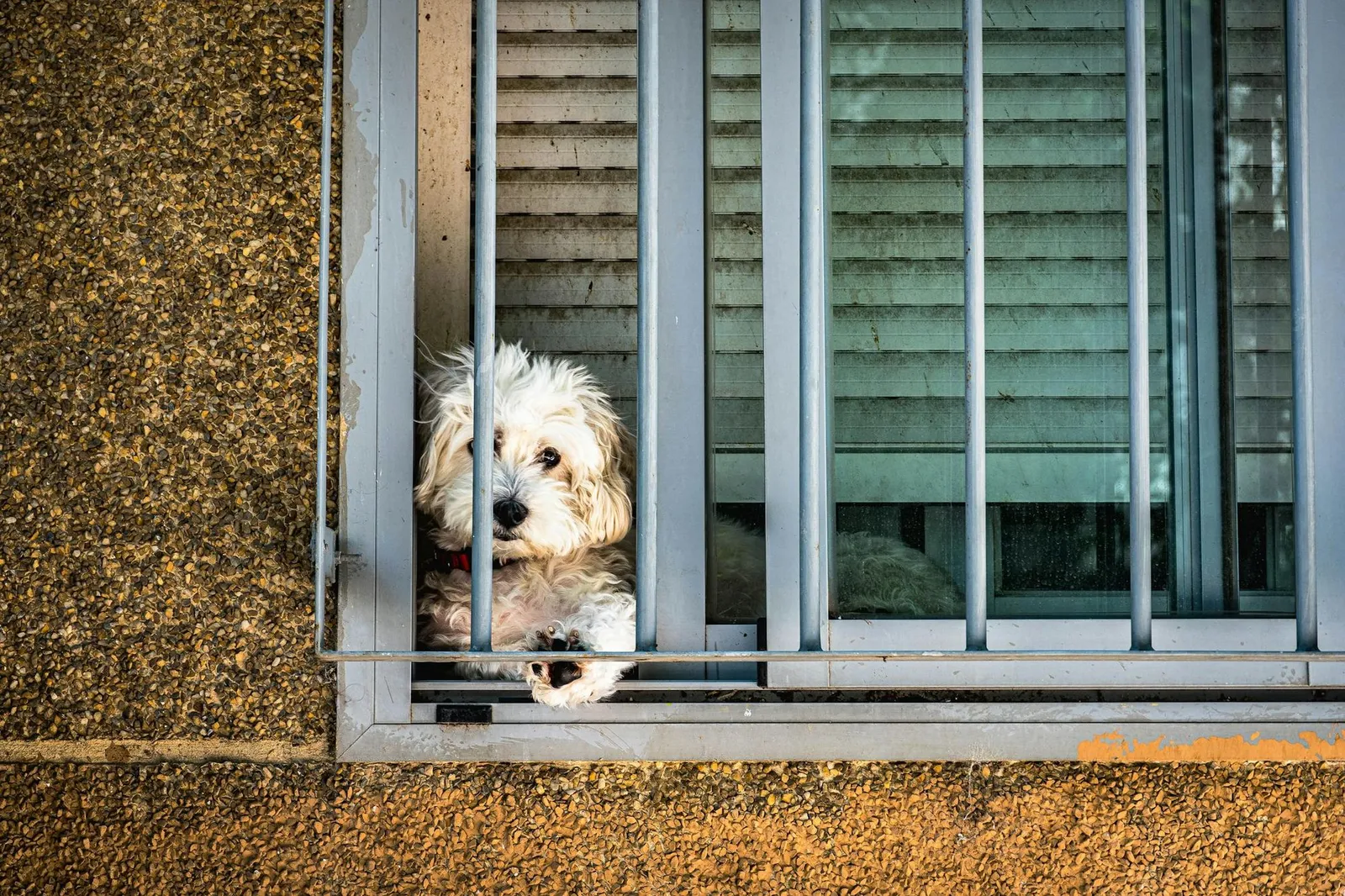 White fluffy dog peeking through a window railing from indoors