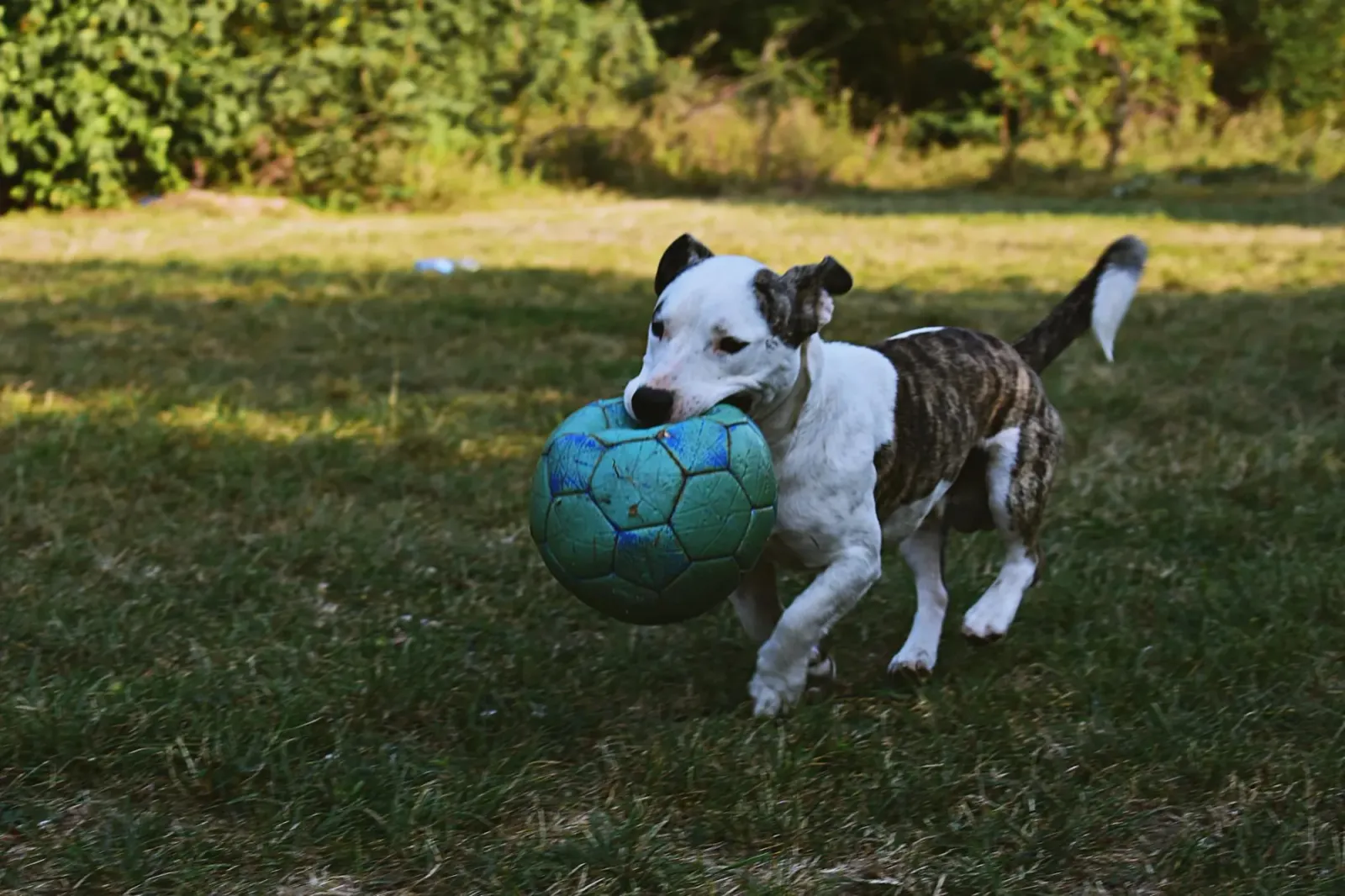 Dog running across a grassy lawn carrying a teal ball in its mouth
